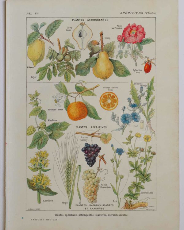 Plantes apéritives, astringentes et laxatives, planche médicale 1924
