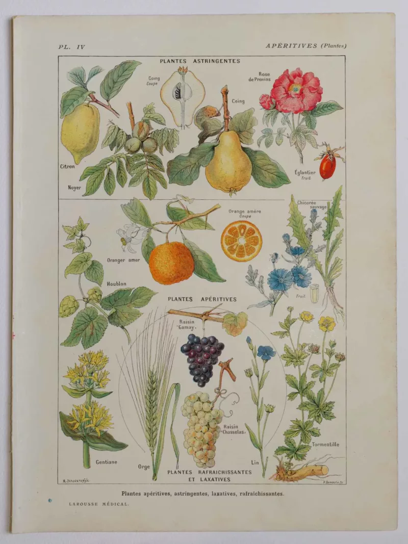 Plantes apéritives, astringentes et laxatives, planche médicale 1924