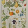 Plantes apéritives, astringentes et laxatives, planche médicale 1924