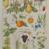 Plantes apéritives, astringentes et laxatives, planche médicale 1924