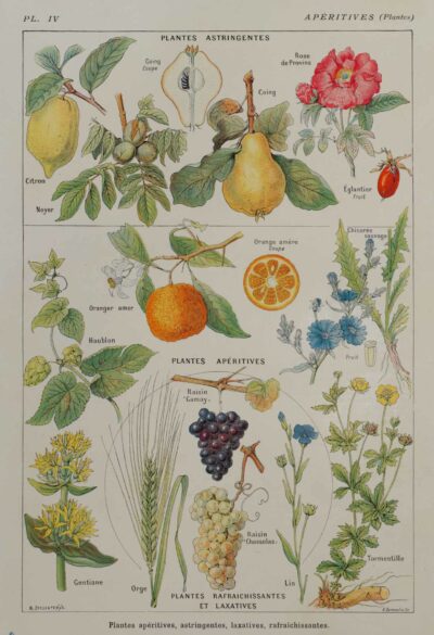 Plantes apéritives, astringentes et laxatives, planche médicale 1924