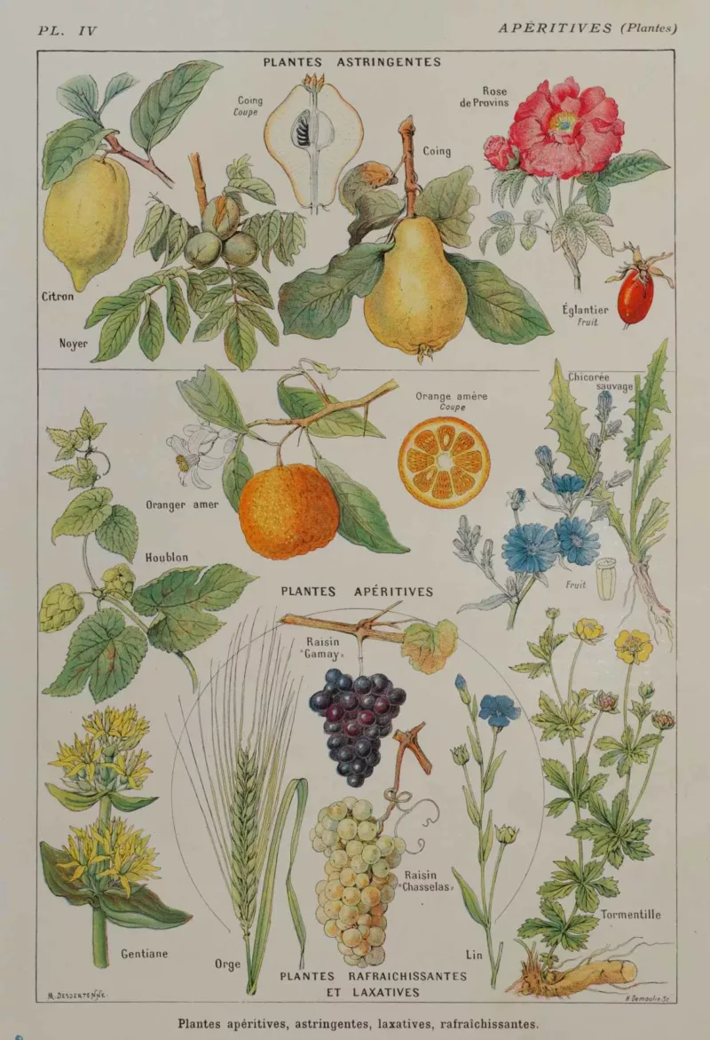 Plantes apéritives, astringentes et laxatives, planche médicale 1924