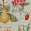 Plantes apéritives, astringentes et laxatives, planche médicale 1924