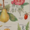 Plantes apéritives, astringentes et laxatives, planche médicale 1924