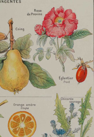Plantes apéritives, astringentes et laxatives, planche médicale 1924