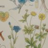 Plantes apéritives, astringentes et laxatives, planche médicale 1924