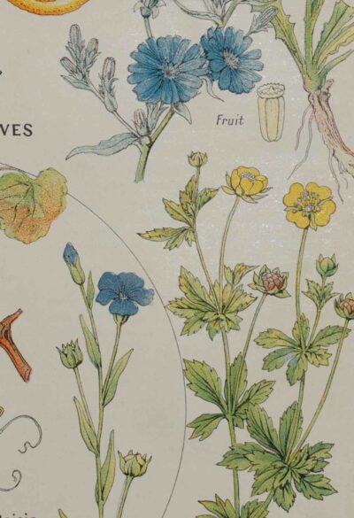 Plantes apéritives, astringentes et laxatives, planche médicale 1924