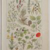118A5919 Plantes calmantes et émollientes, planche médicale 1924