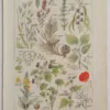 Plantes calmantes et émollientes, planche médicale 1924