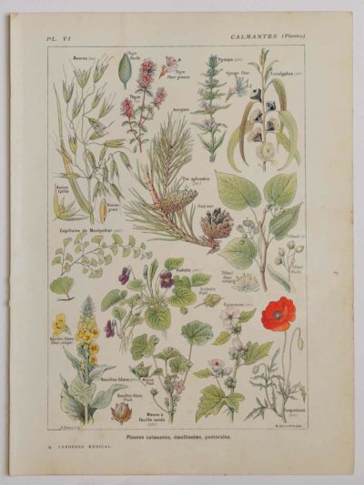 118A5919 Plantes calmantes et émollientes, planche médicale 1924