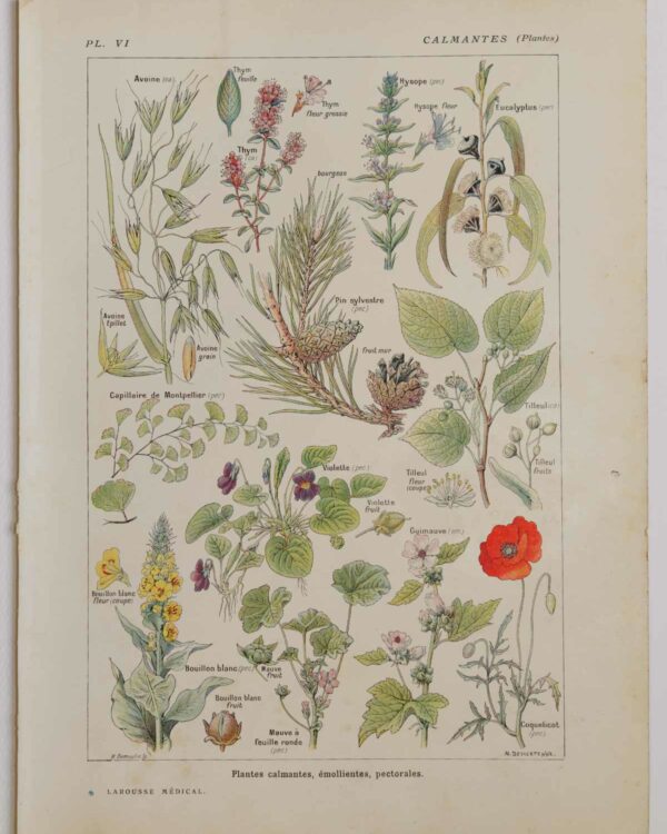 Plantes calmantes et émollientes, planche médicale 1924