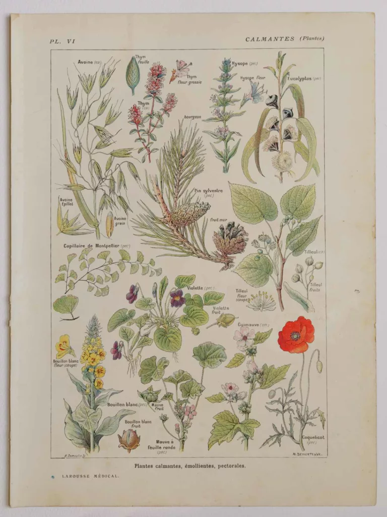 Plantes calmantes et émollientes, planche médicale 1924