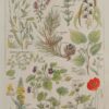 118A5919 Plantes calmantes et émollientes, planche médicale 1924