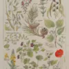 Plantes calmantes et émollientes, planche médicale 1924