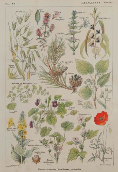 118A5919 Plantes calmantes et émollientes, planche médicale 1924