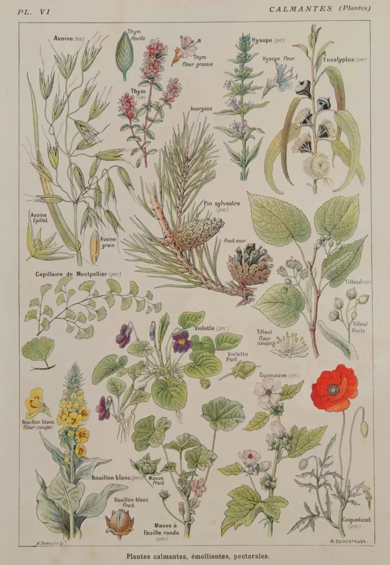Plantes calmantes et émollientes, planche médicale 1924