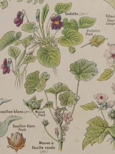 118A5919 Plantes calmantes et émollientes, planche médicale 1924
