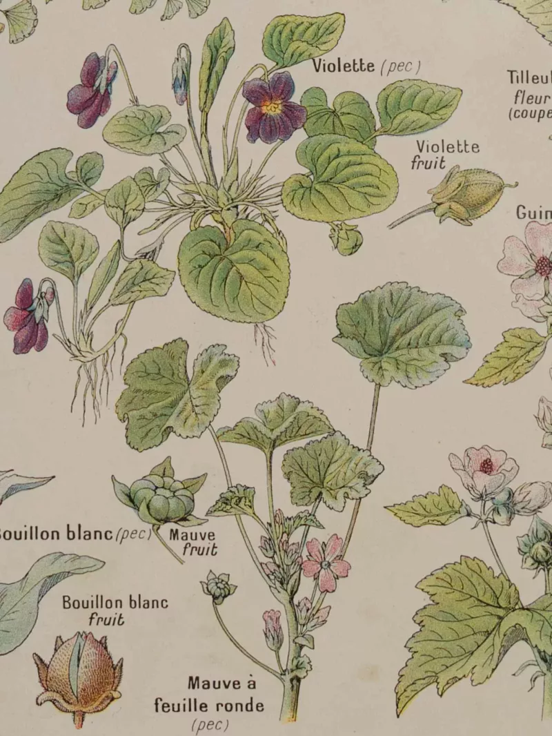 Plantes calmantes et émollientes, planche médicale 1924