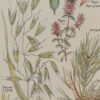 118A5919 Plantes calmantes et émollientes, planche médicale 1924