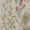 Plantes calmantes et émollientes, planche médicale 1924