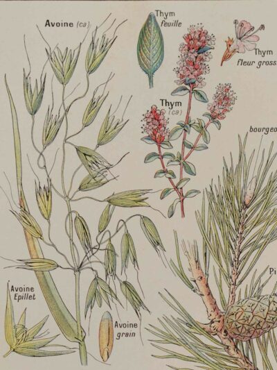 118A5919 Plantes calmantes et émollientes, planche médicale 1924