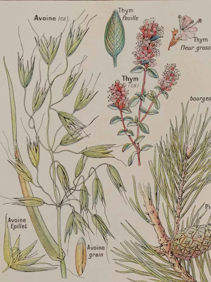 Plantes calmantes et émollientes, planche médicale 1924