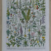 Plantes médicinales n°1, planche botanique d’Adolphe Millot 1932