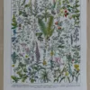 Plantes médicinales n°1, planche botanique d’Adolphe Millot 1932
