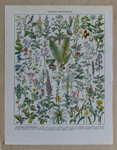 Plantes médicinales n°1, planche botanique d’Adolphe Millot 1932