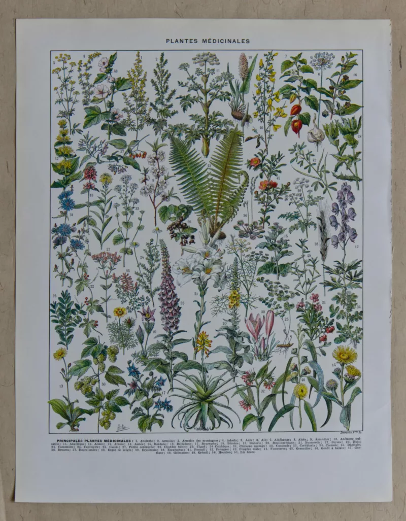 Plantes médicinales n°1, planche botanique d’Adolphe Millot 1932