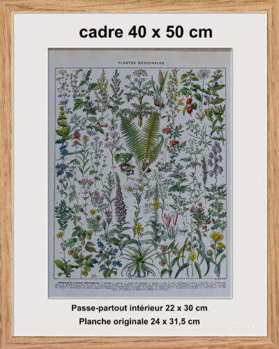 Plantes médicinales n°1, planche botanique d’Adolphe Millot 1932