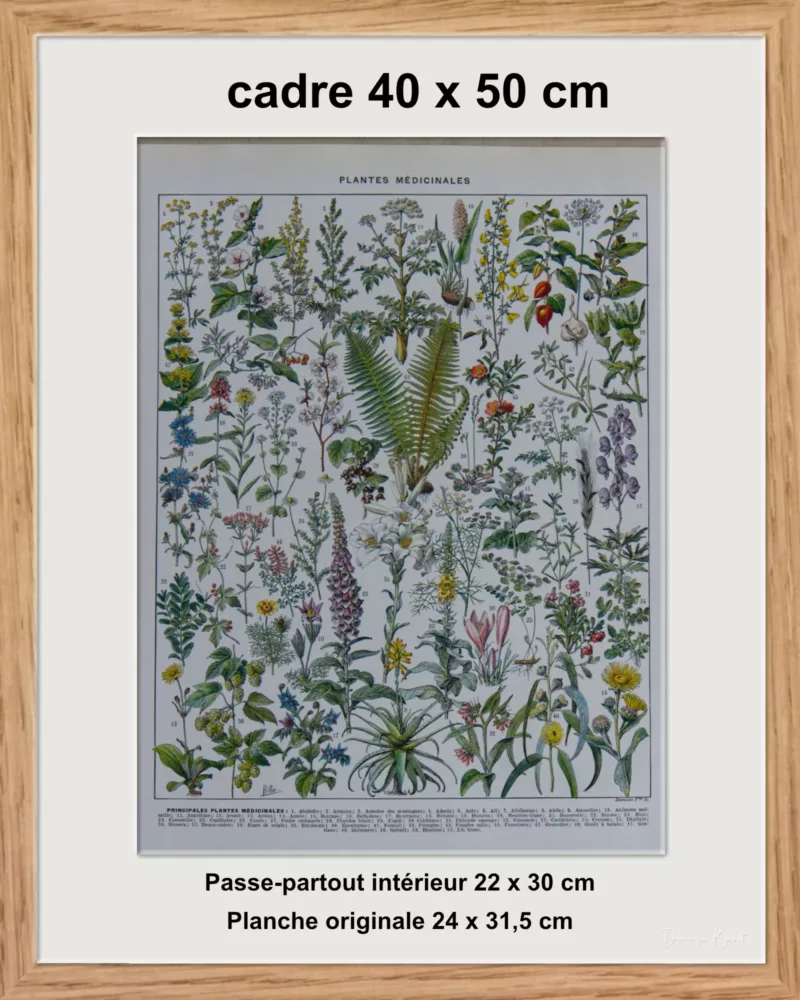 Plantes médicinales n°1, planche botanique d’Adolphe Millot 1932