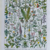 Plantes médicinales n°1, planche botanique d’Adolphe Millot 1932