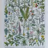 Plantes médicinales n°1, planche botanique d’Adolphe Millot 1932