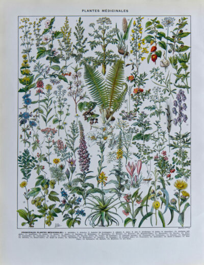 Plantes médicinales n°1, planche botanique d’Adolphe Millot 1932