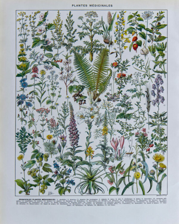 plantes-medicinales Plantes médicinales n°1, planche botanique d’Adolphe Millot 1932