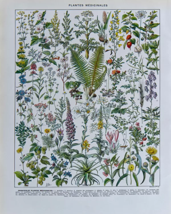 plantes-medicinales Plantes médicinales n°1, planche botanique d’Adolphe Millot 1932