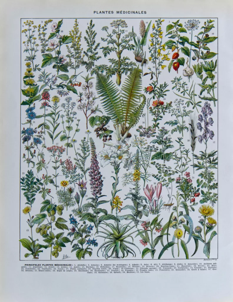 Plantes médicinales n°1, planche botanique d’Adolphe Millot 1932