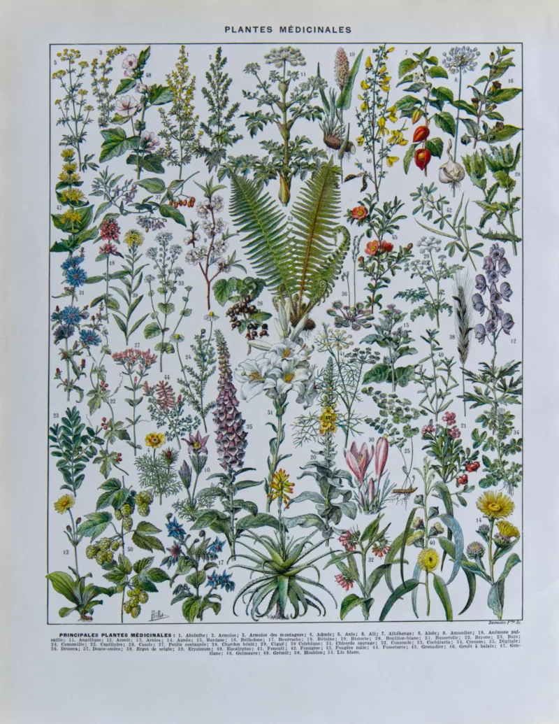 Plantes médicinales n°1, planche botanique d’Adolphe Millot 1932