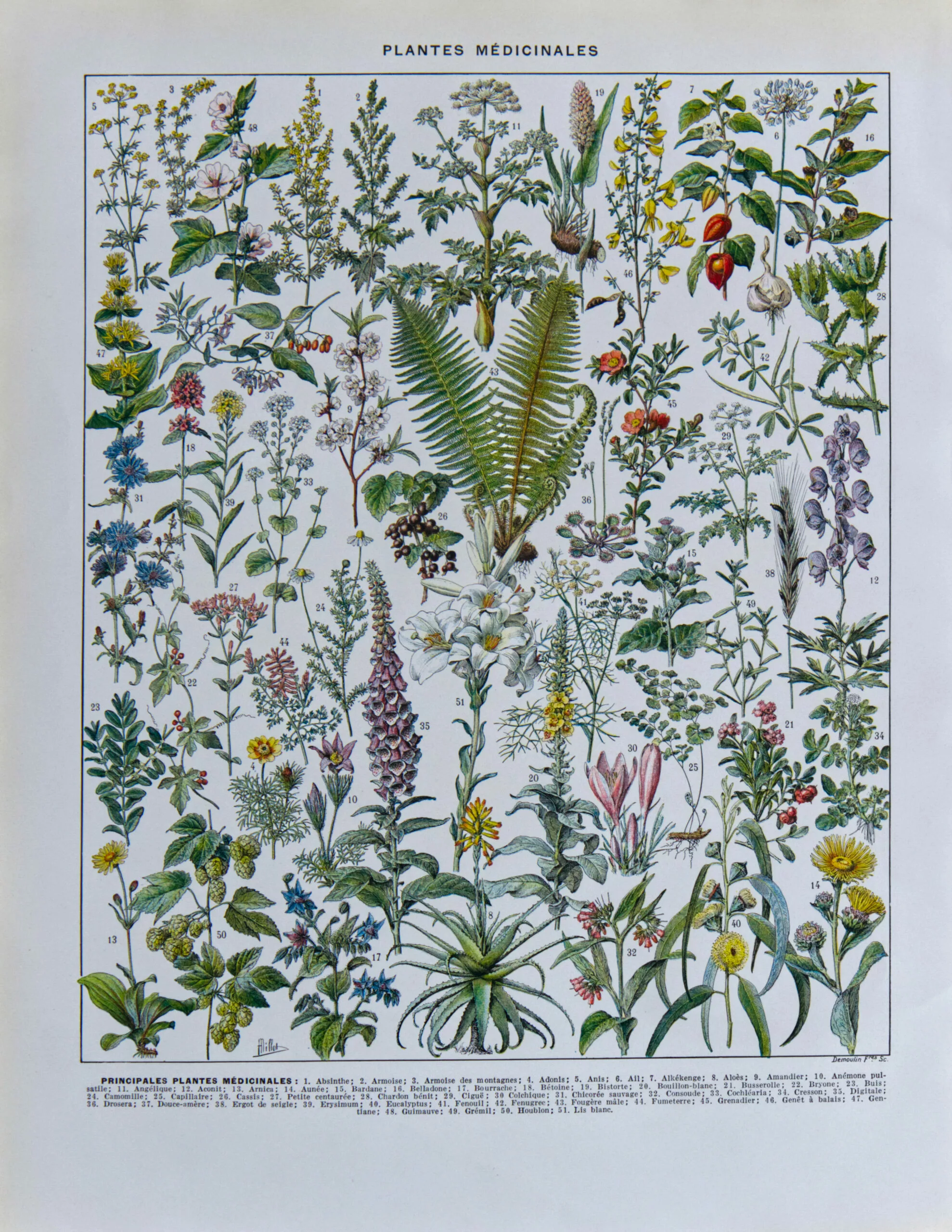 Plantes médicinales n°1, planche botanique d’Adolphe Millot 1932