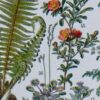 Plantes médicinales n°1, planche botanique d’Adolphe Millot 1932