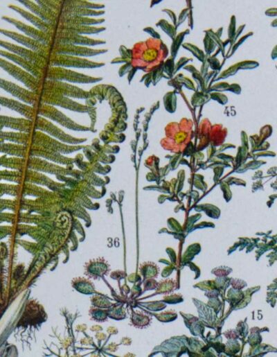 Plantes médicinales n°1, planche botanique d’Adolphe Millot 1932