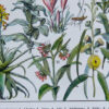Plantes médicinales n°1, planche botanique d’Adolphe Millot 1932