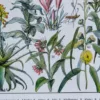 Plantes médicinales n°1, planche botanique d’Adolphe Millot 1932
