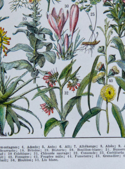 Plantes médicinales n°1, planche botanique d’Adolphe Millot 1932