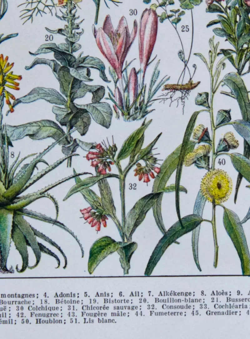 Plantes médicinales n°1, planche botanique d’Adolphe Millot 1932