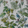 Plantes médicinales n°1, planche botanique d’Adolphe Millot 1932