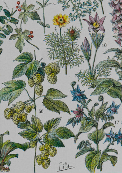 Plantes médicinales n°1, planche botanique d’Adolphe Millot 1932