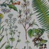 Plantes médicinales n°1, planche botanique d’Adolphe Millot 1932