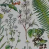 Plantes médicinales n°1, planche botanique d’Adolphe Millot 1932
